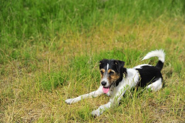 Hundefreundliche Unterkünfte