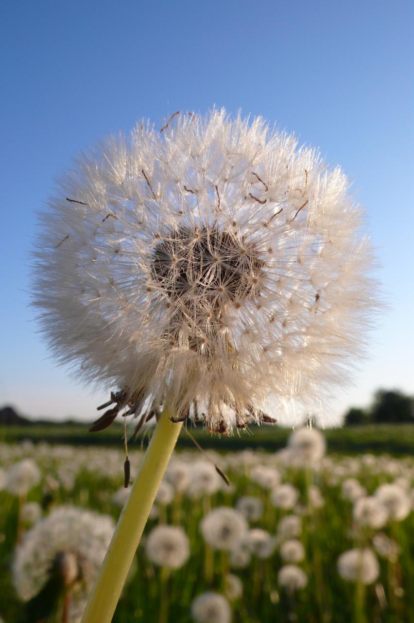 Eine Pusteblume auf einem Feld